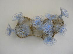fleurs de la mer
